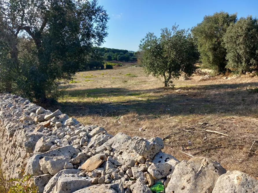 Immagine 2 di Terreno in vendita  in C.da Zingariello a Ostuni