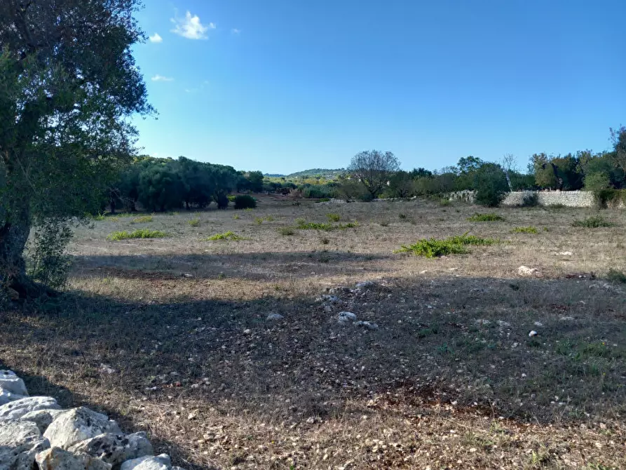Immagine 4 di Terreno in vendita  in C.da Zingariello a Ostuni