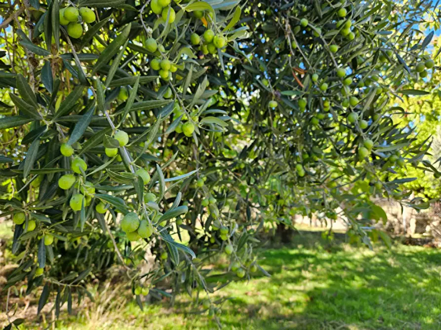 Immagine 1 di Terreno in vendita  in Via Gran Paradiso SNC a Carini