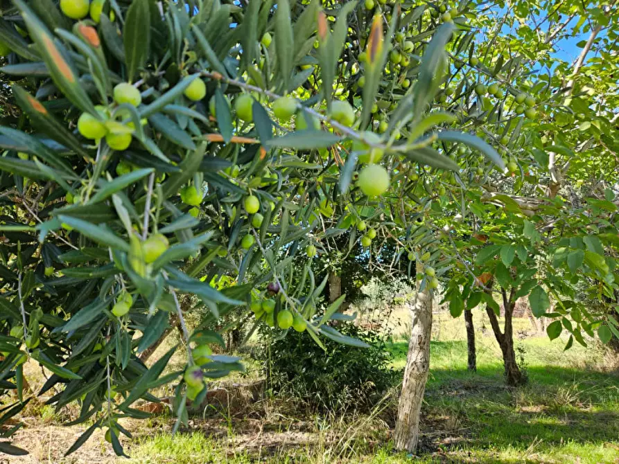 Immagine 2 di Terreno in vendita  in Via Gran Paradiso SNC a Carini