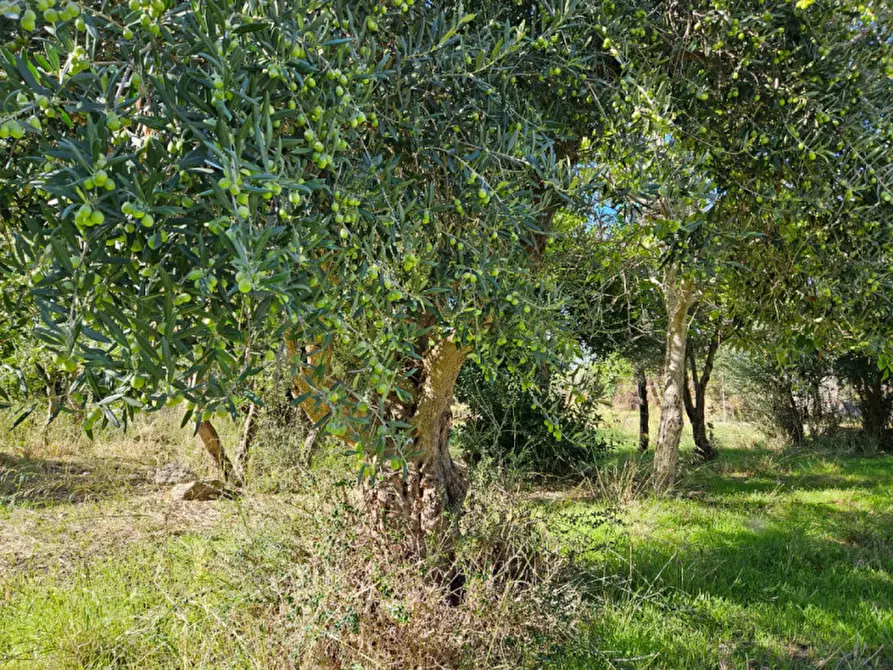Immagine 3 di Terreno in vendita  in Via Gran Paradiso SNC a Carini