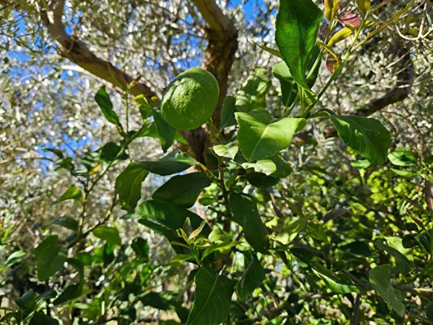 Immagine 9 di Terreno in vendita  in Via Gran Paradiso SNC a Carini