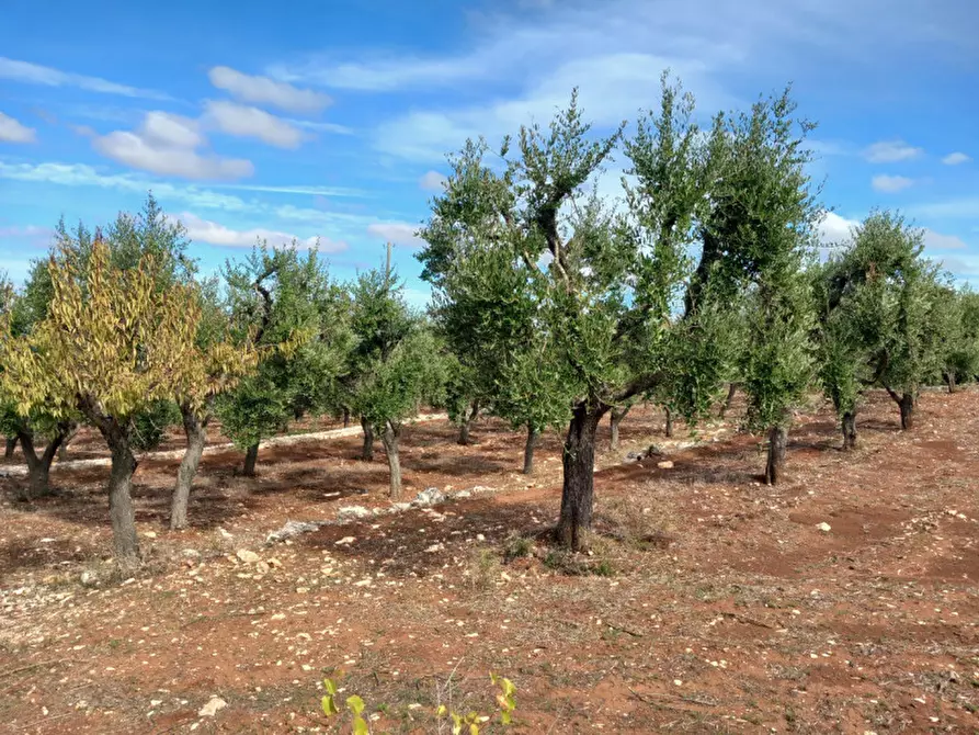 Immagine 4 di Terreno in vendita  in C.da San Giovanni a Ostuni