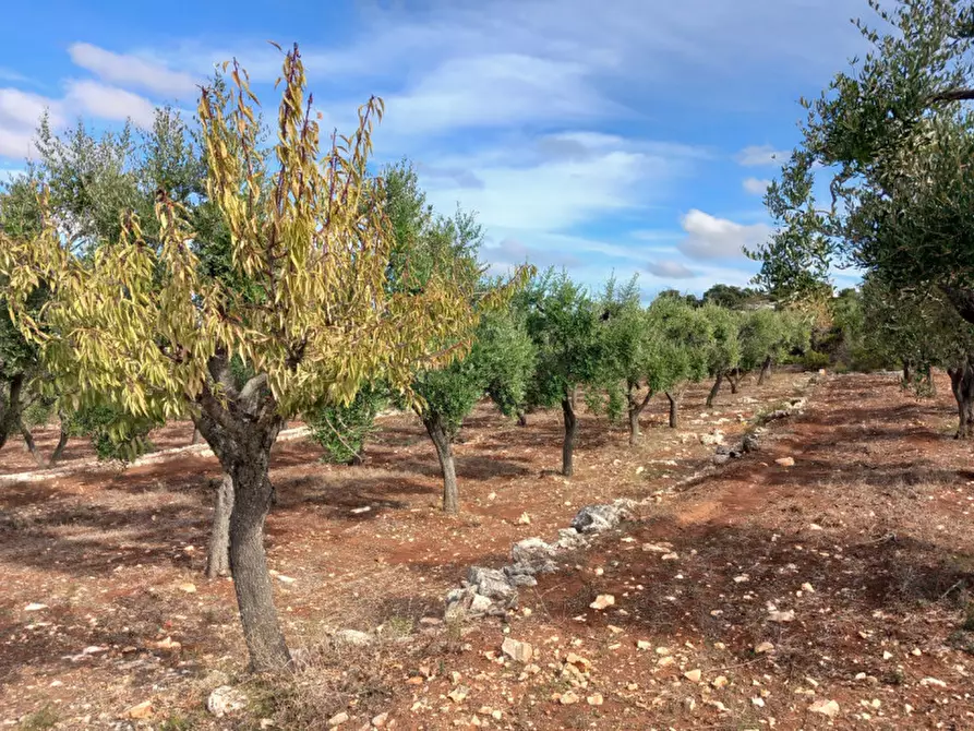 Immagine 5 di Terreno in vendita  in C.da San Giovanni a Ostuni