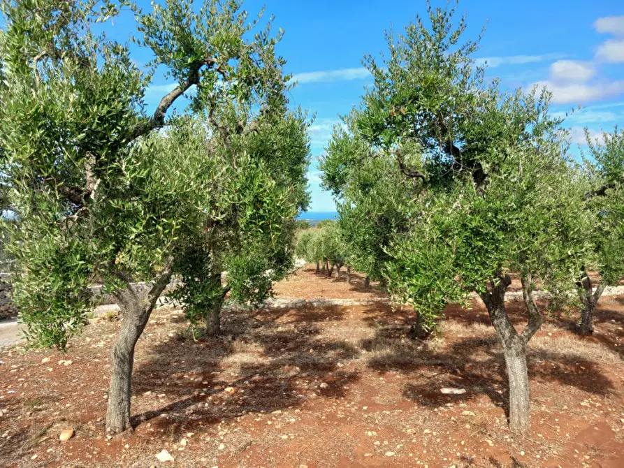 Immagine 6 di Terreno in vendita  in C.da San Giovanni a Ostuni