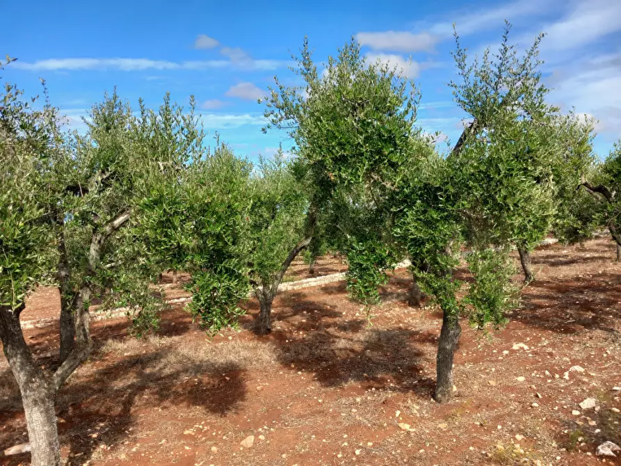 Immagine 7 di Terreno in vendita  in C.da San Giovanni a Ostuni