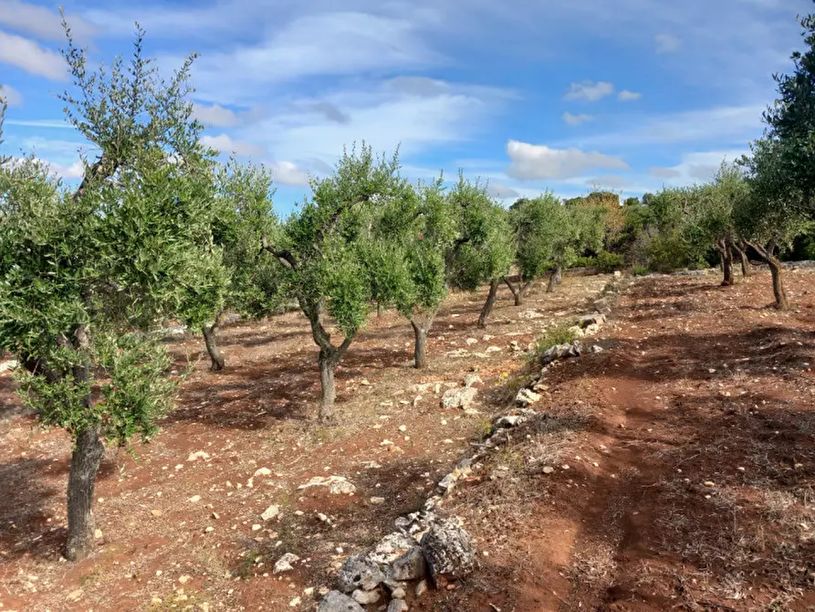 Immagine 8 di Terreno in vendita  in C.da San Giovanni a Ostuni