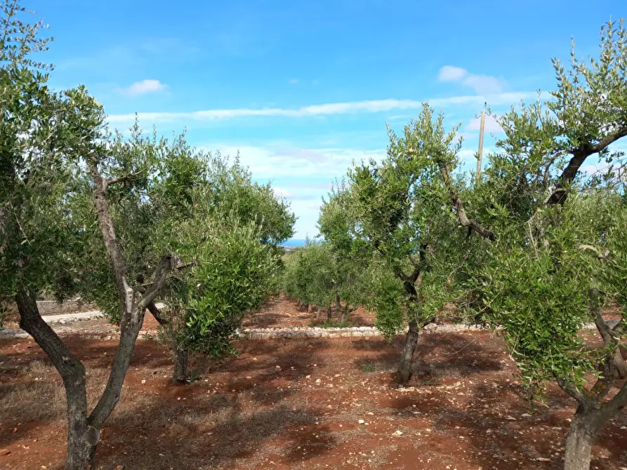 Immagine 9 di Terreno in vendita  in C.da San Giovanni a Ostuni