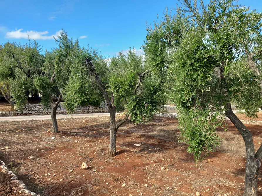 Immagine 10 di Terreno in vendita  in C.da San Giovanni a Ostuni