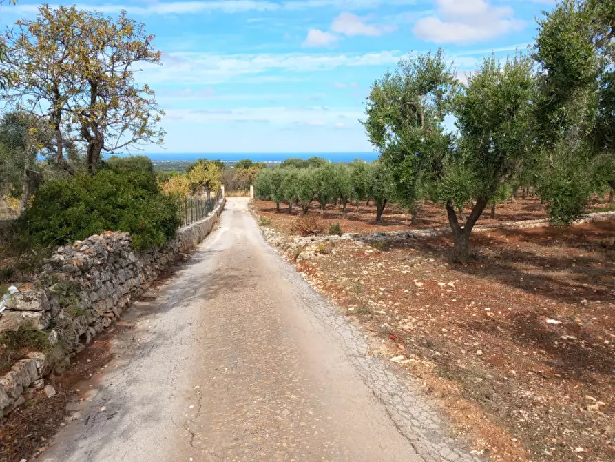 Immagine 11 di Terreno in vendita  in C.da San Giovanni a Ostuni