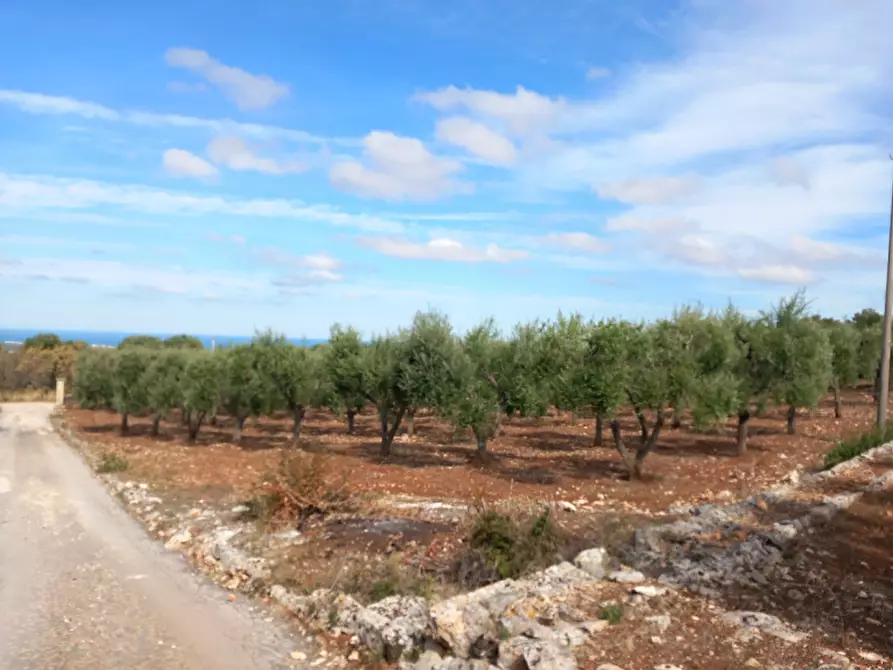 Immagine 12 di Terreno in vendita  in C.da San Giovanni a Ostuni