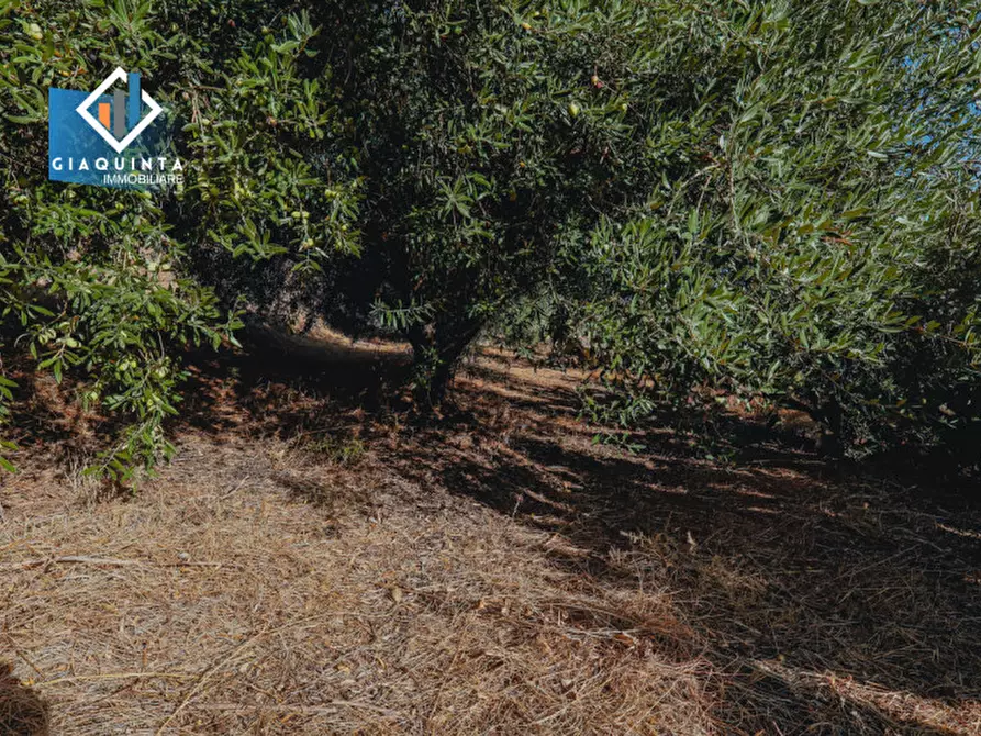 Immagine 6 di Terreno in vendita  in Ex trazzera Grotte-Croce-Tre Fontane a Palagonia