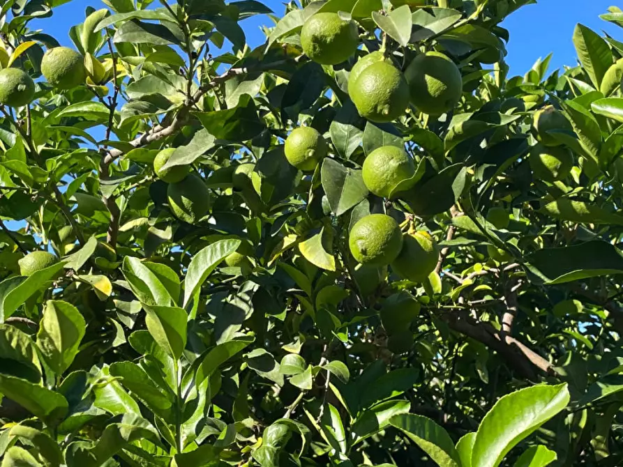 Immagine 1 di Villa in vendita  in contrada parrinelli a Partinico