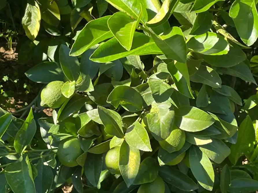 Immagine 2 di Villa in vendita  in contrada parrinelli a Partinico