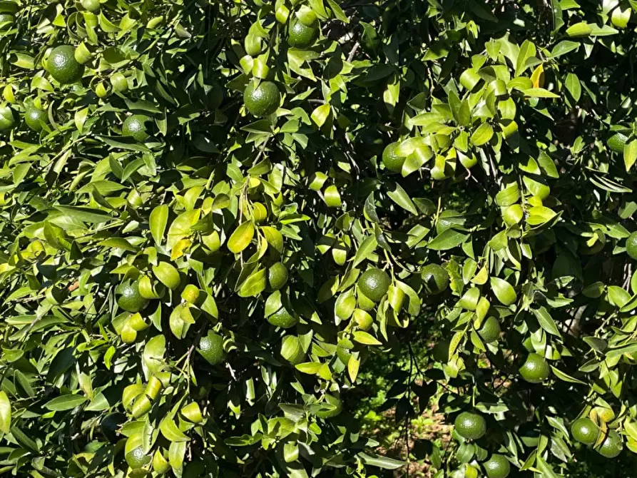 Immagine 3 di Villa in vendita  in contrada parrinelli a Partinico