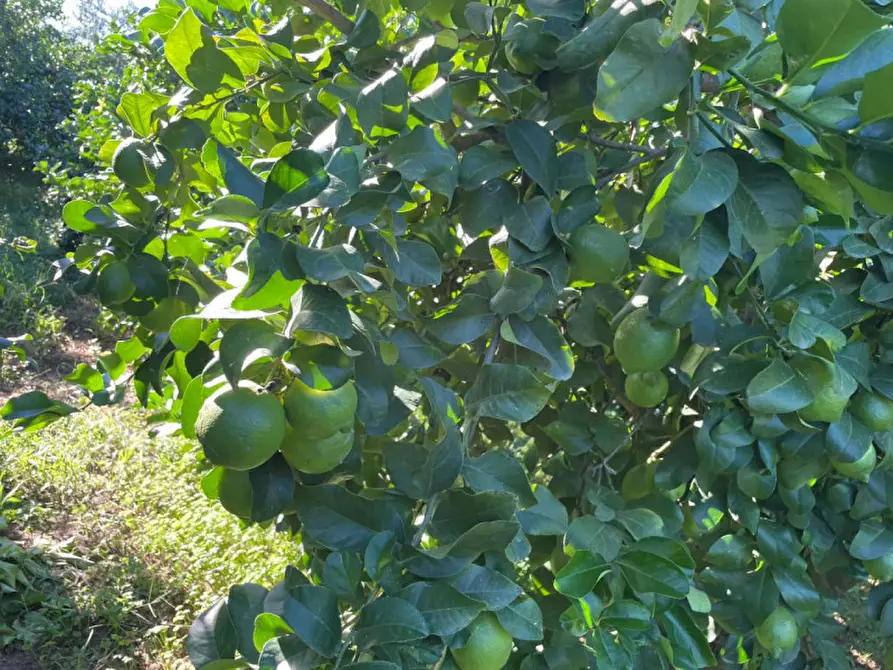 Immagine 4 di Villa in vendita  in contrada parrinelli a Partinico