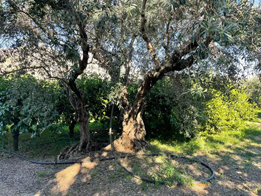 Immagine 8 di Villa in vendita  in contrada parrinelli a Partinico