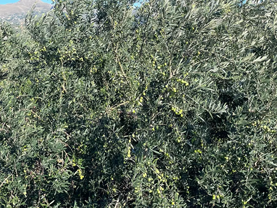 Immagine 9 di Villa in vendita  in contrada parrinelli a Partinico