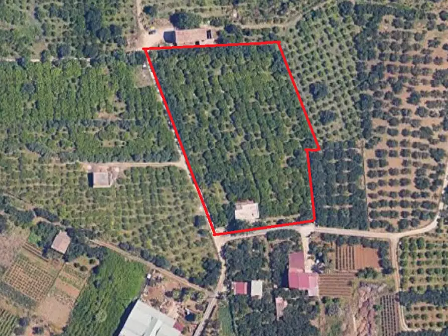 Immagine 11 di Villa in vendita  in contrada parrinelli a Partinico