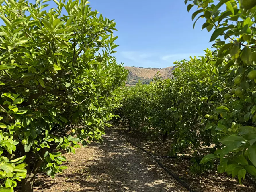 Immagine 19 di Villa in vendita  in contrada parrinelli a Partinico