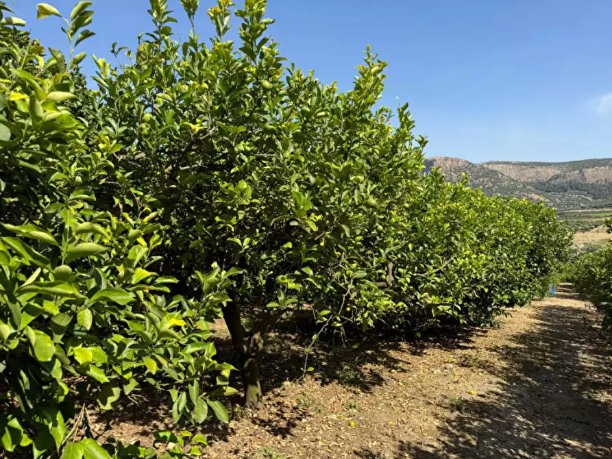 Immagine 20 di Villa in vendita  in contrada parrinelli a Partinico