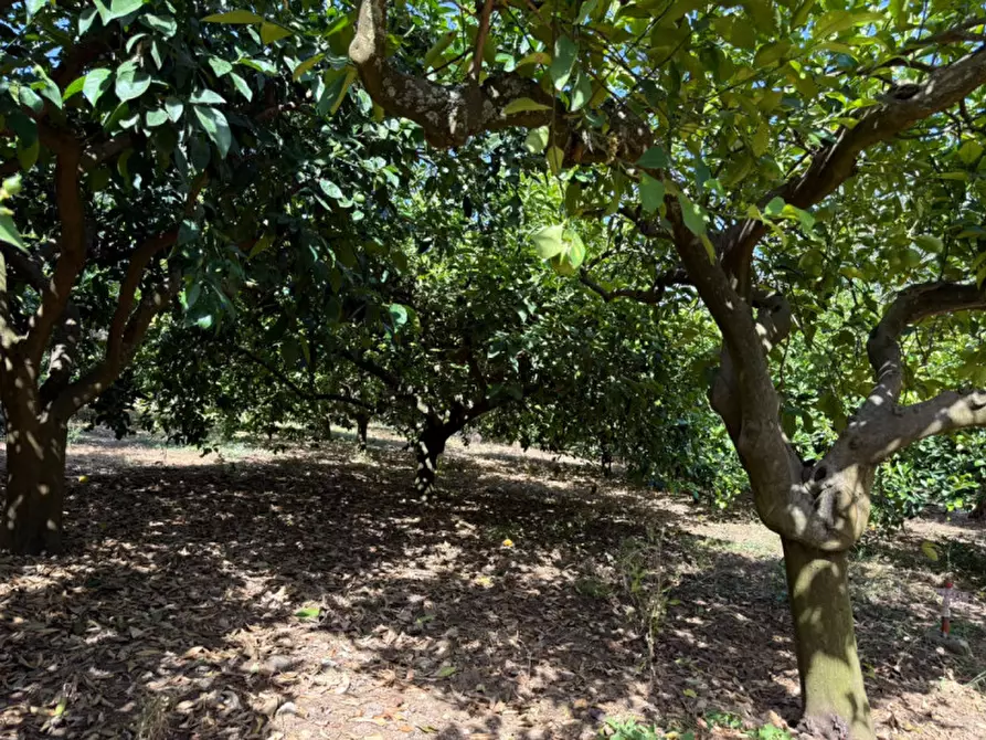 Immagine 25 di Villa in vendita  in contrada parrinelli a Partinico