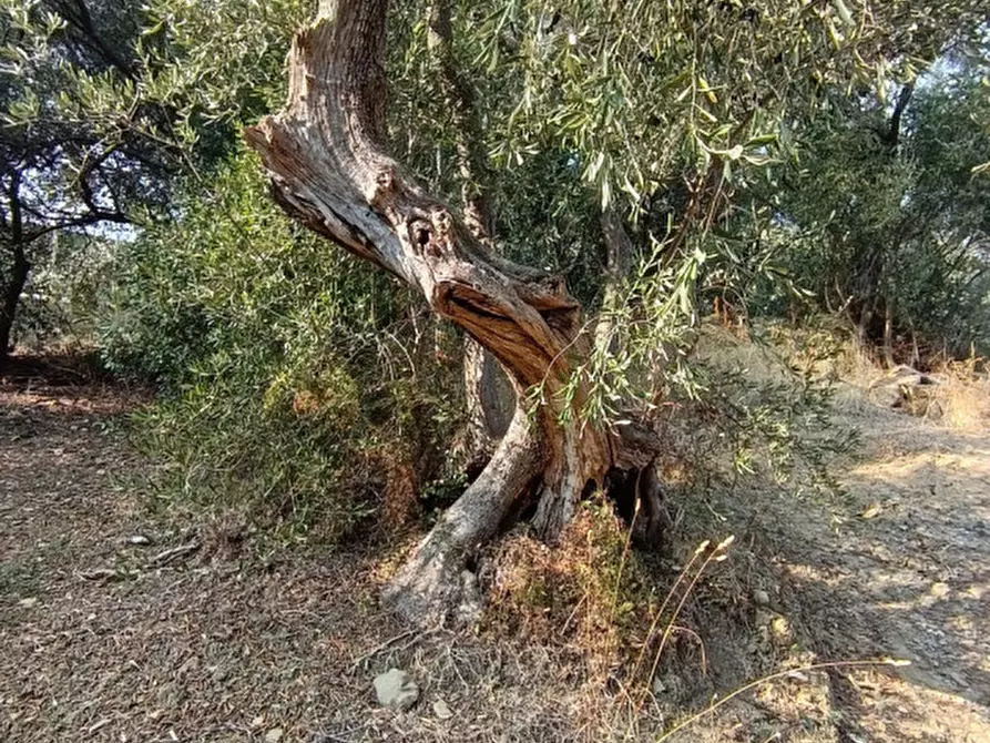 Immagine 11 di Villa in vendita  in VIA D'ANNUNZIO 60 a San Remo