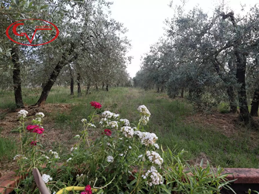 Immagine 45 di Villa in vendita  in Via di Nusenna a Montevarchi