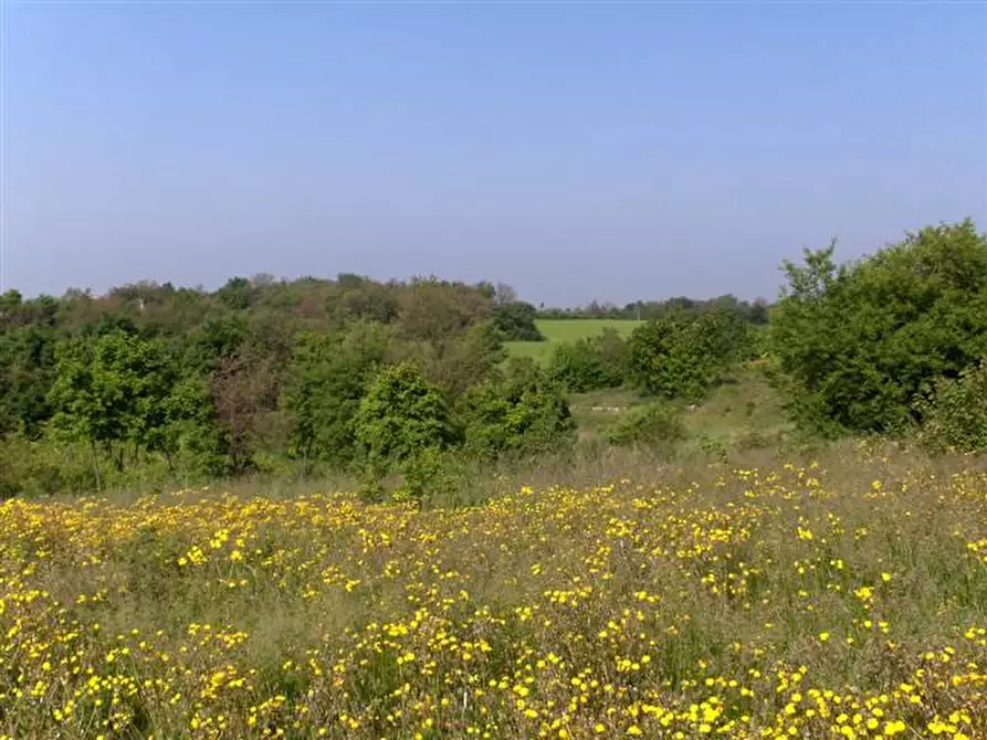 Immagine 2 di Capannone industriale in vendita  a Lonigo