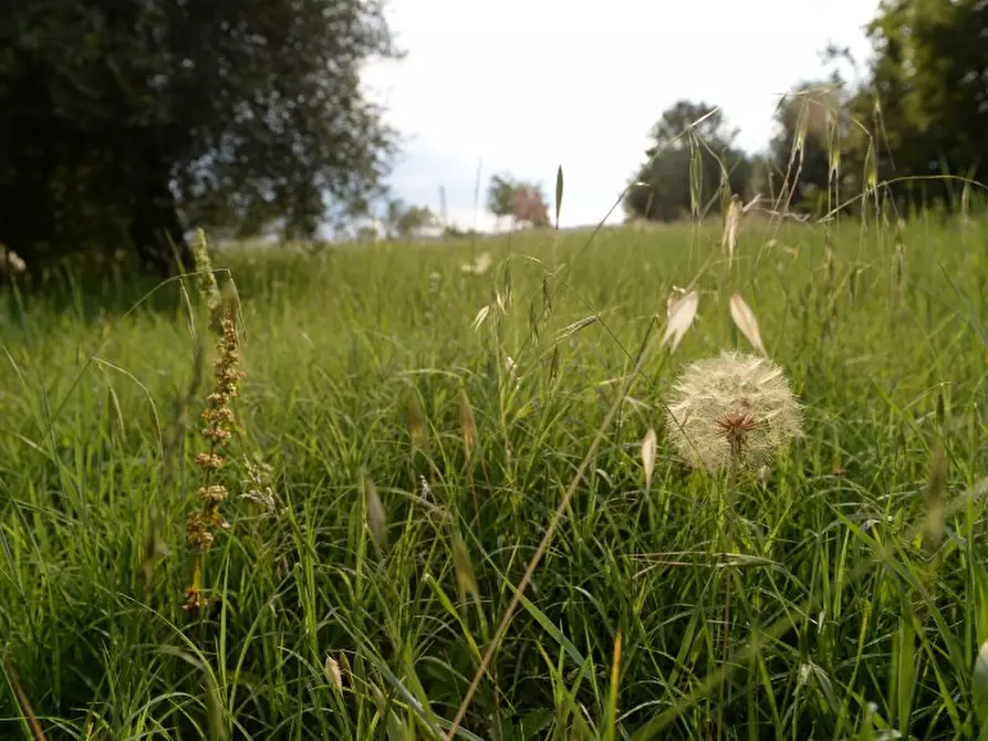 Immagine 2 di Terreno in vendita  a Rosà