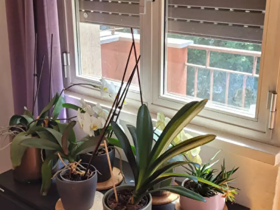 Immagine 11 di Appartamento in vendita  in Viale Paolo Onorato Vigliani Milano a Milano