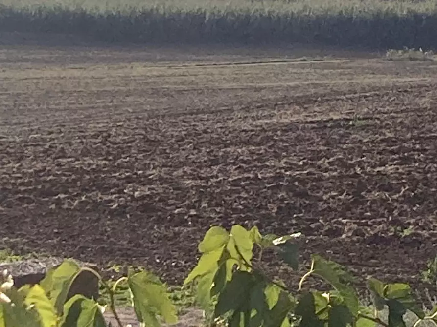 Immagine 36 di Villa in vendita  in Strada Poggio Tristo a Capalbio