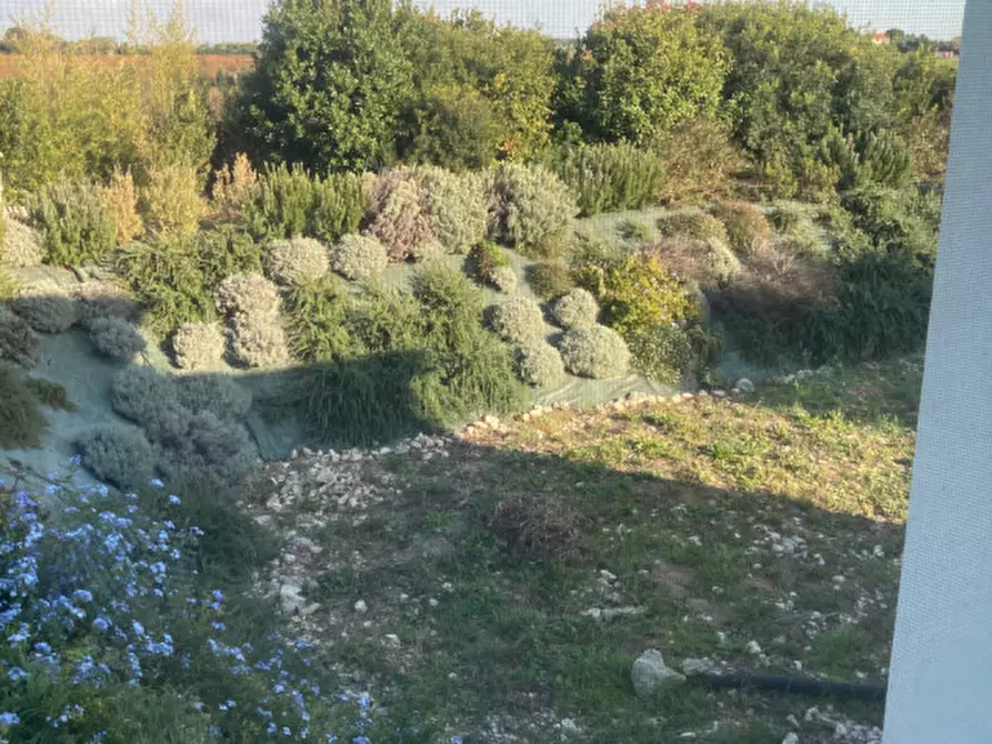 Immagine 38 di Villa in vendita  in Strada Poggio Tristo a Capalbio