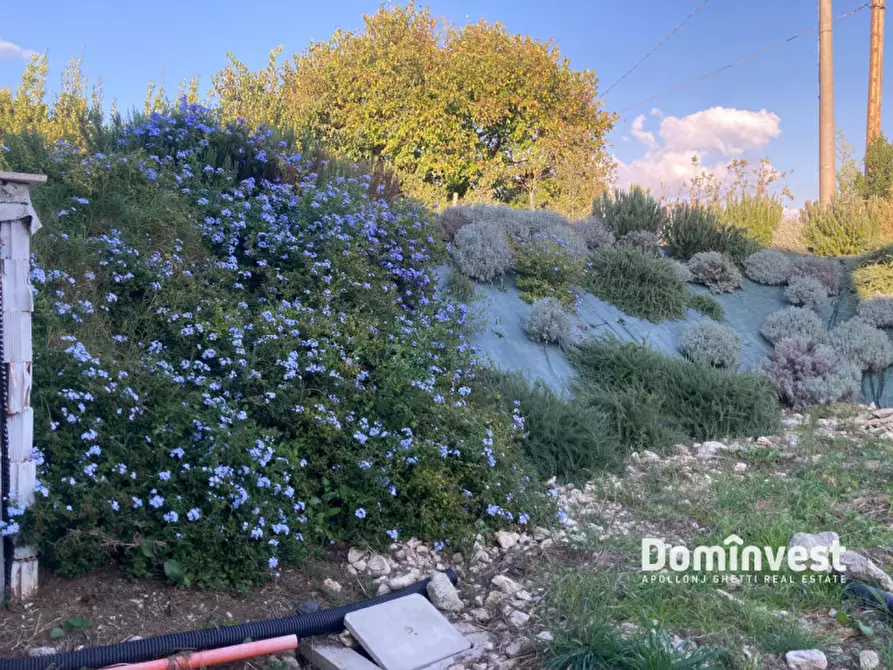 Immagine 52 di Villa in vendita  in Strada Poggio Tristo a Capalbio