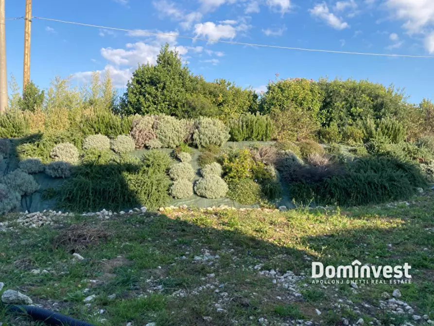 Immagine 53 di Villa in vendita  in Strada Poggio Tristo a Capalbio