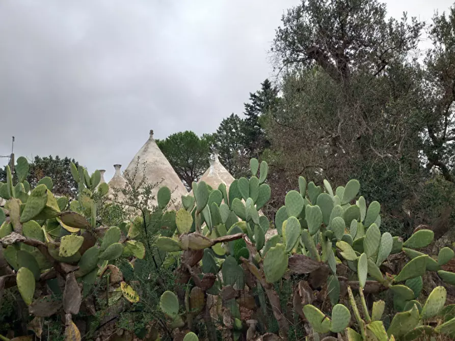 Immagine 28 di Rustico / casale in vendita  in C.da Cotogni a San Michele Salentino