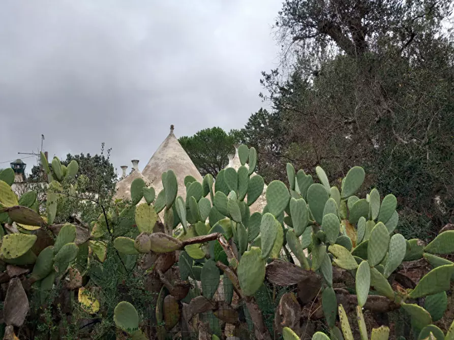 Immagine 30 di Rustico / casale in vendita  in C.da Cotogni a San Michele Salentino