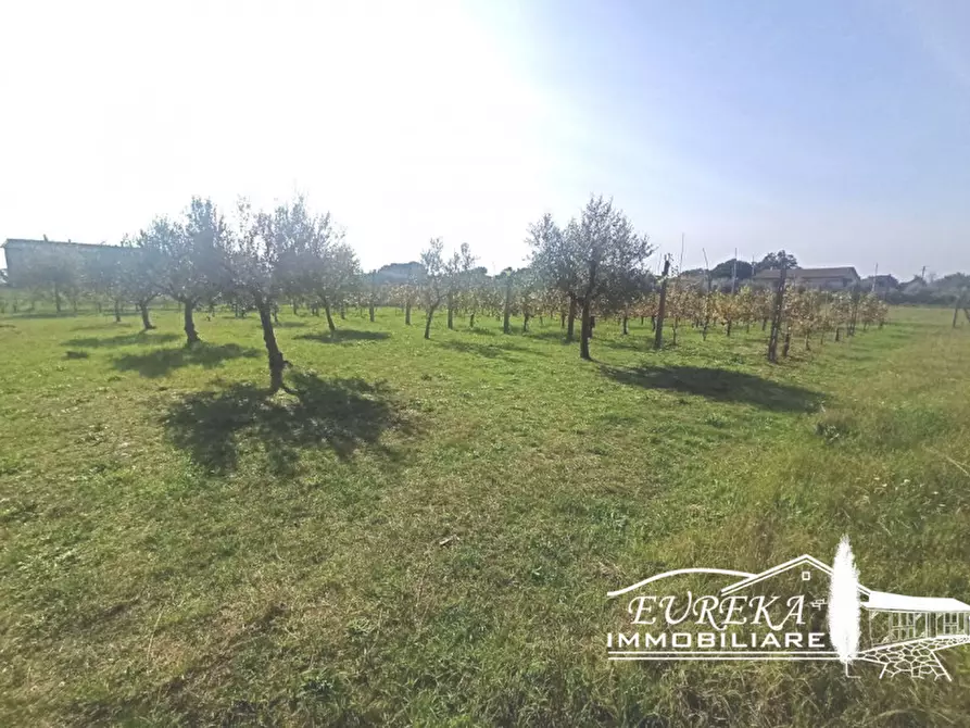 Immagine 2 di Terreno in vendita  in località Vitellino a Castiglione Del Lago