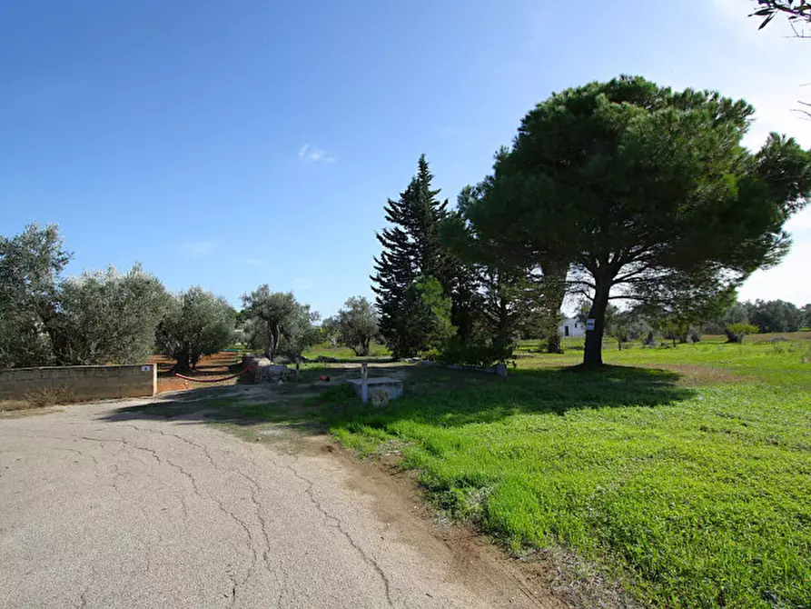 Immagine 2 di Terreno in vendita  in Strada Vicinale Mimmo a Matino