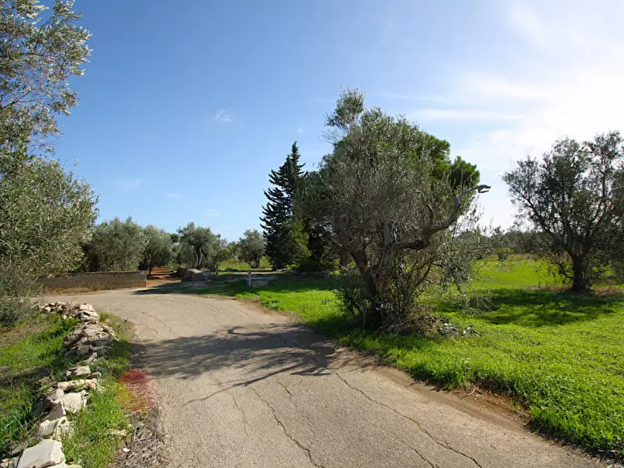 Immagine 3 di Terreno in vendita  in Strada Vicinale Mimmo a Matino