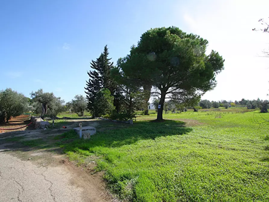 Immagine 4 di Terreno in vendita  in Strada Vicinale Mimmo a Matino