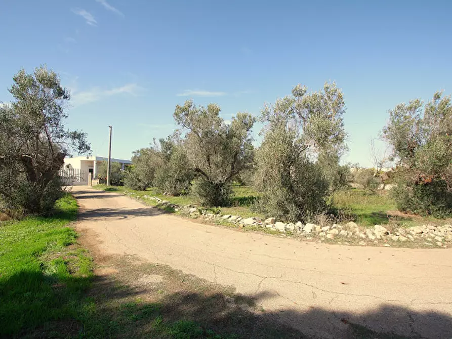Immagine 6 di Terreno in vendita  in Strada Vicinale Mimmo a Matino