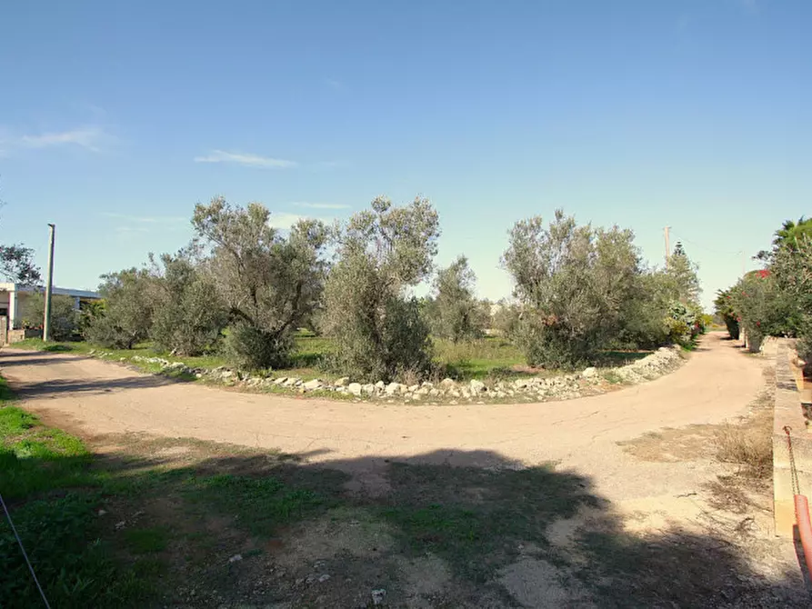 Immagine 7 di Terreno in vendita  in Strada Vicinale Mimmo a Matino