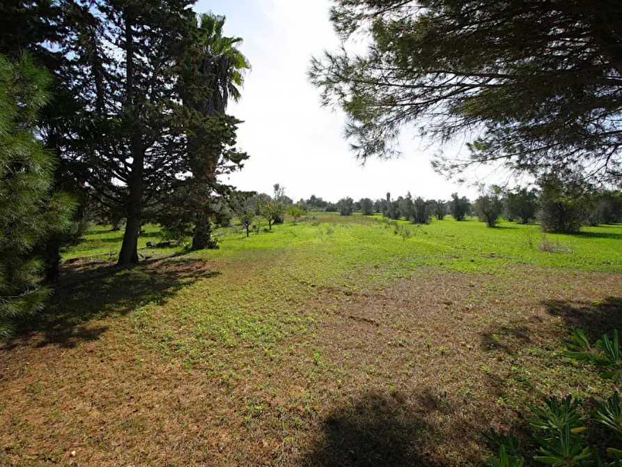 Immagine 10 di Terreno in vendita  in Strada Vicinale Mimmo a Matino