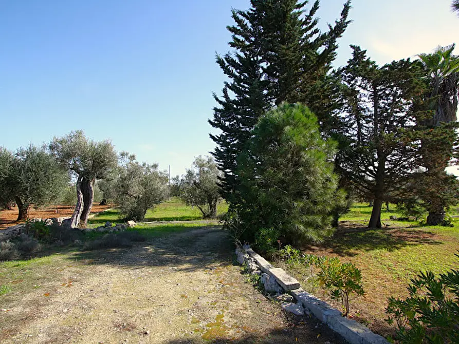 Immagine 11 di Terreno in vendita  in Strada Vicinale Mimmo a Matino