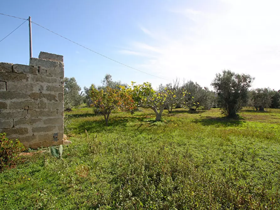 Immagine 13 di Terreno in vendita  in Strada Vicinale Mimmo a Matino