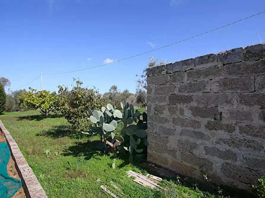 Immagine 14 di Terreno in vendita  in Strada Vicinale Mimmo a Matino