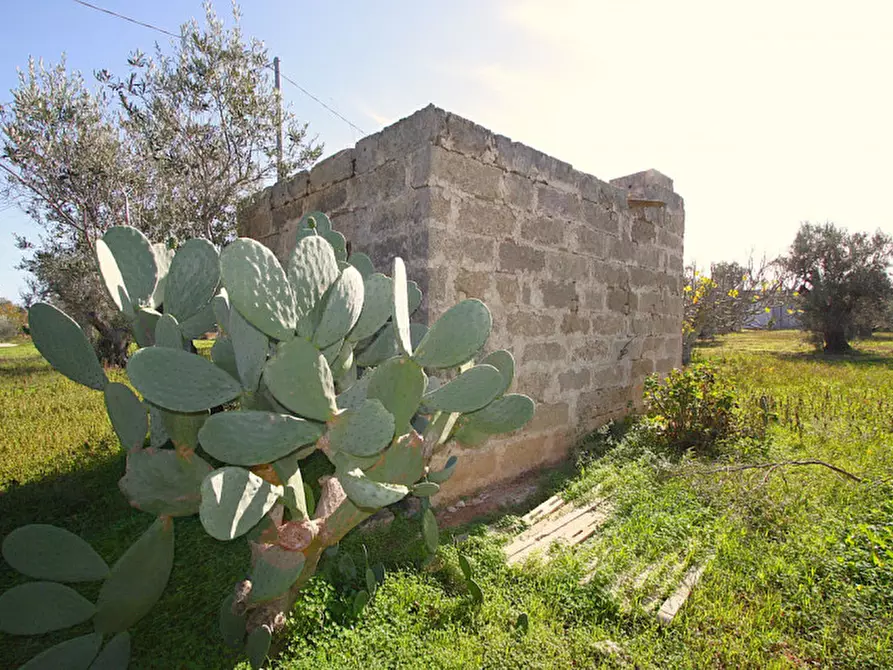 Immagine 15 di Terreno in vendita  in Strada Vicinale Mimmo a Matino