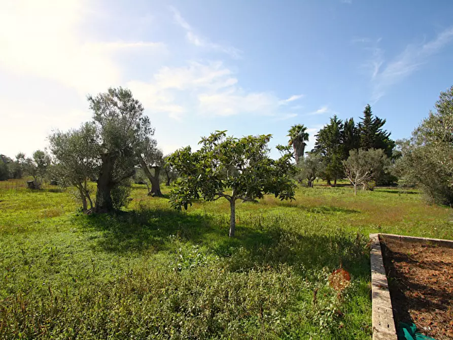 Immagine 16 di Terreno in vendita  in Strada Vicinale Mimmo a Matino