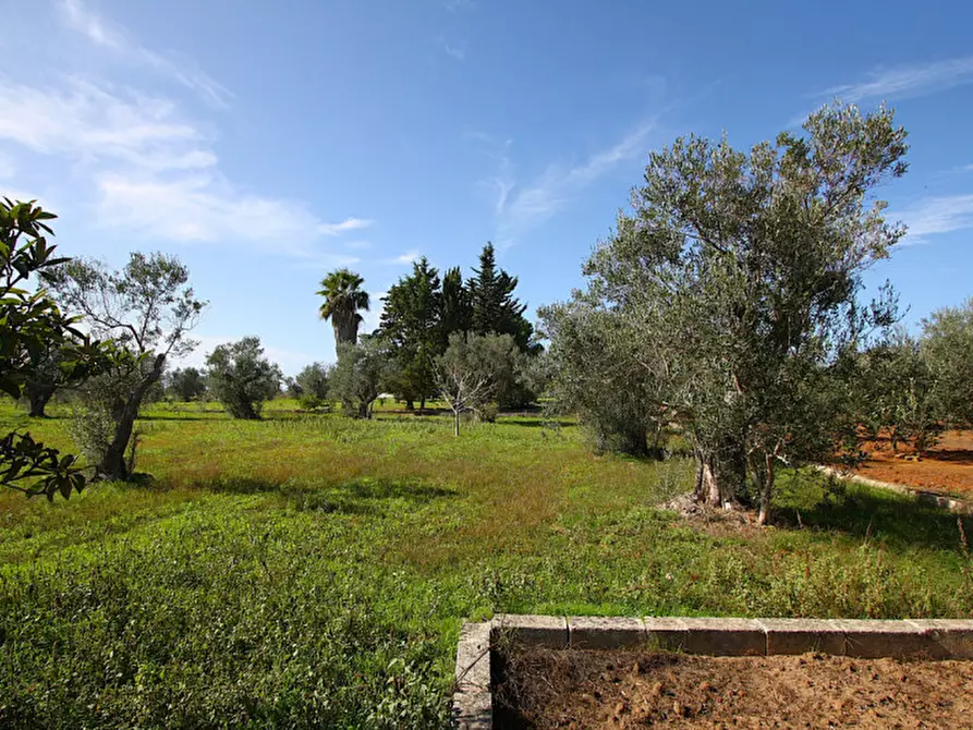 Immagine 17 di Terreno in vendita  in Strada Vicinale Mimmo a Matino